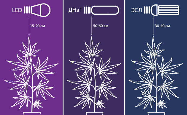 Расстояние от лампы до куста конопли