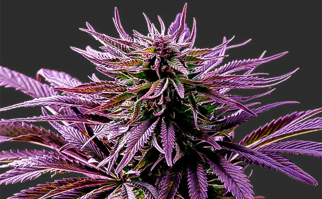 Фиолетовая конопля Каннабис фиолетового оттенка