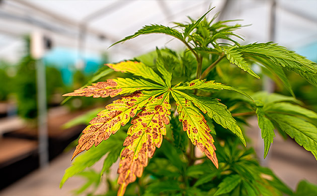 Дисбаланс питания и pH у каннабиса