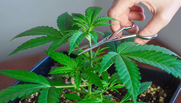 Увеличение урожайности с помощью топпинга Топпинг конопли