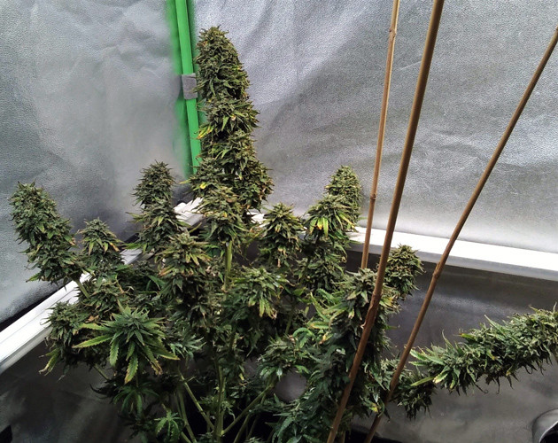 Куст конопли перед харвестом Куст Tangie'matic перед харвестом