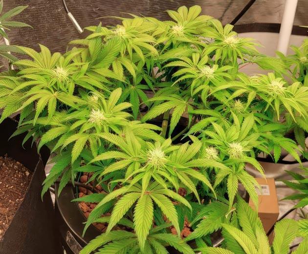 Первая неделя цветения Ghost Train Haze Конопля на 7 неделе роста