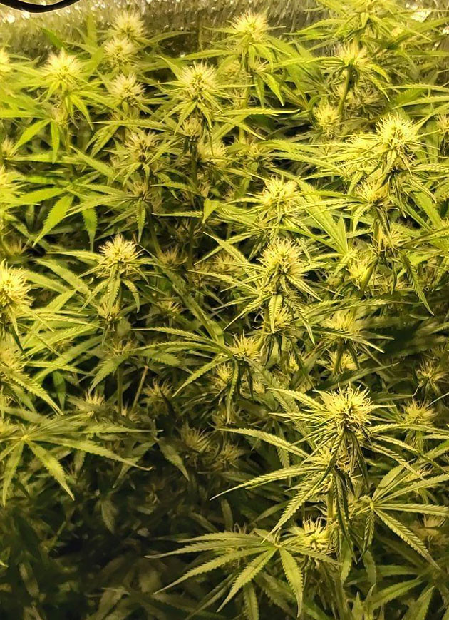 9 неделя выращивания