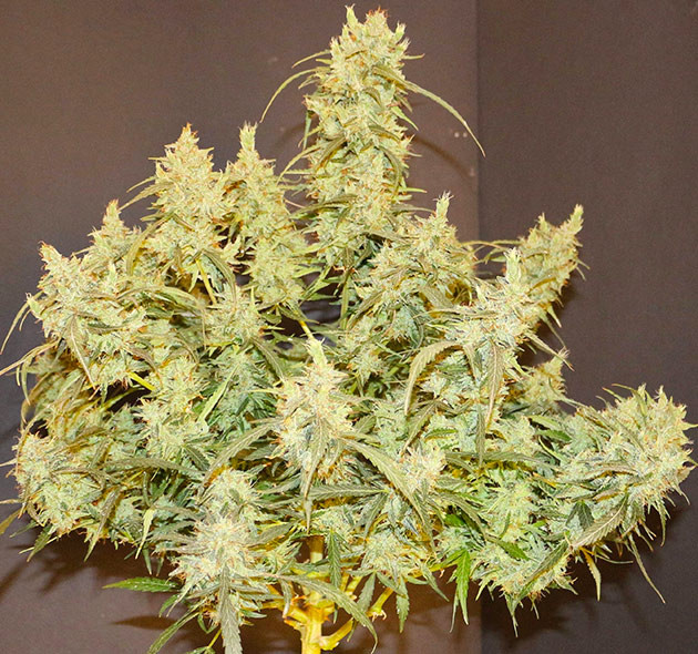 Внешний вид куста на 12 неделе Куст конопли покрытый массивными шишками