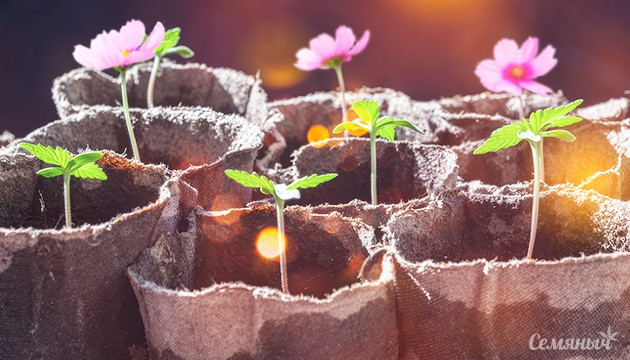 День посадки цветов на Семяныче Отмечаем день посадки цветов с Семянычем