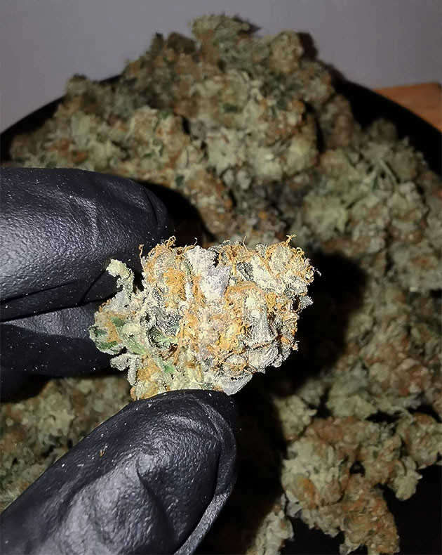 Собранные шишки Сухой урожай