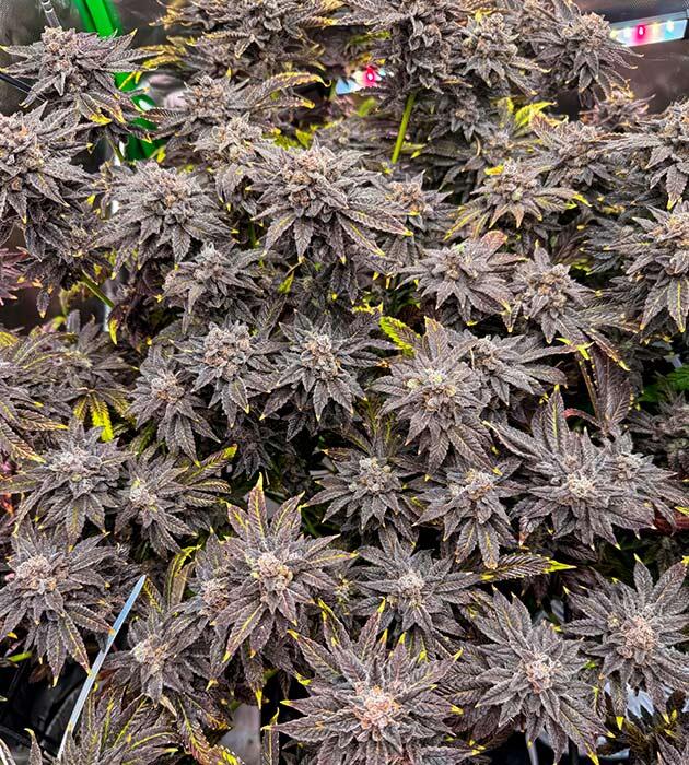 Харвест и переработка маленького куста 16 неделя сорта Mellowz от Compound Genetics