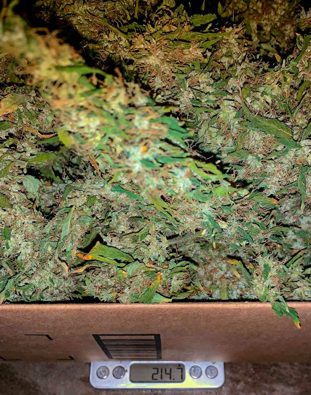 Собранный урожай 214 г после 17 недель выращивания