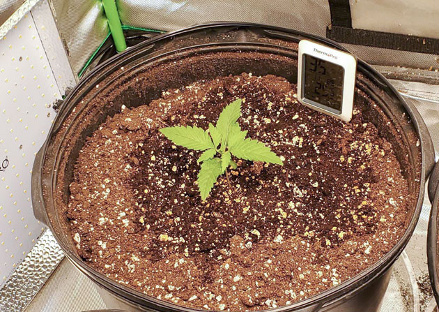 Проращивание Cafe Racer Медленное начало Cafe Racer