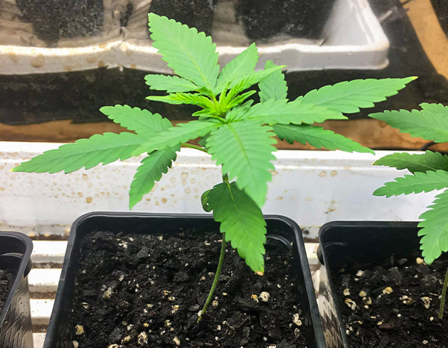 Борьба с вредителями в боксе Пересадка конопли в литровый горшок