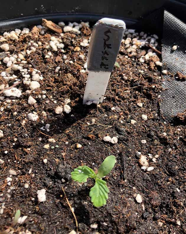 Первая пара листьев необычной формы Закрученные листья конопли