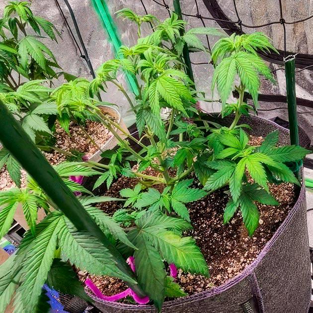 Куст White Wedding RBX от Ethos Genetics на 7 неделе