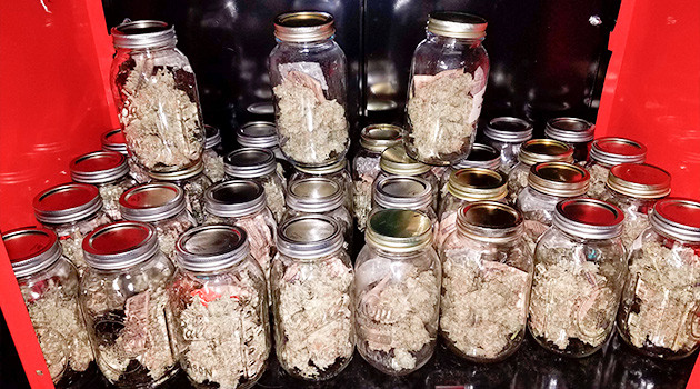 Итоги выращивания конопли LSD от сидбанка СЧ Впечатления от сорта LSD