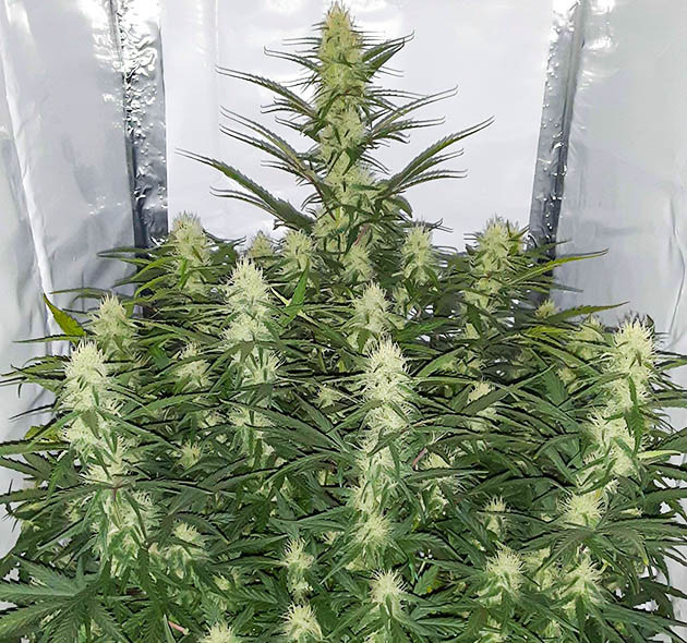 Световой ожог верхних побегов Набор массы шишек