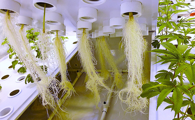 Беспочвенный метод выращивания Выращивание конопли в гидоопонике