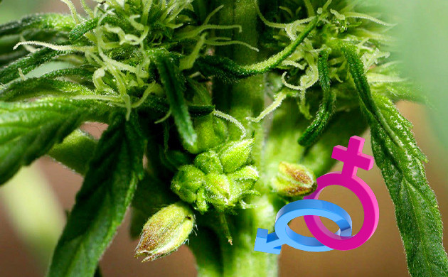 Мужские и женские признаки у конопли