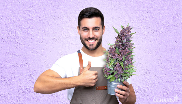 Фиолетовый каннабис