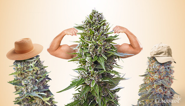 Разнообразие конопли