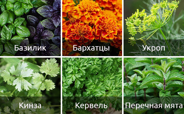 Растения-компаньоны для марихуаны Растения-компаньоны для кустов каннабиса