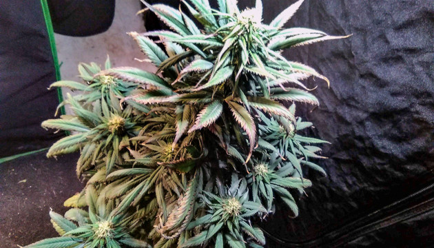 Созревание конопли к 6 неделе цветения Промывка марихуаны