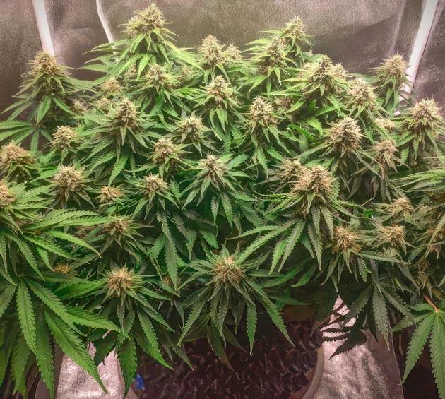 Куст Super Silver Haze на 12 неделе выращивания