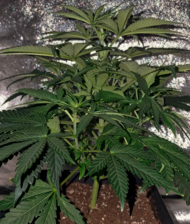 Подгорели кончики листьев марихуаны Конопля EL Valle Haze ростом 35 см