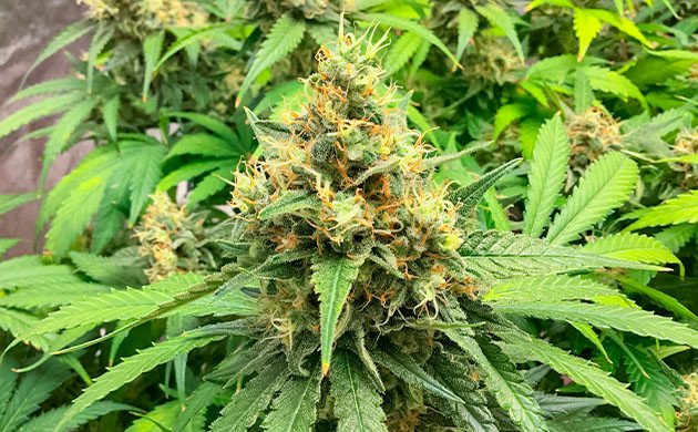 Куст Critical Kush на цветении Промывка куста Critical Kush перед харвестом