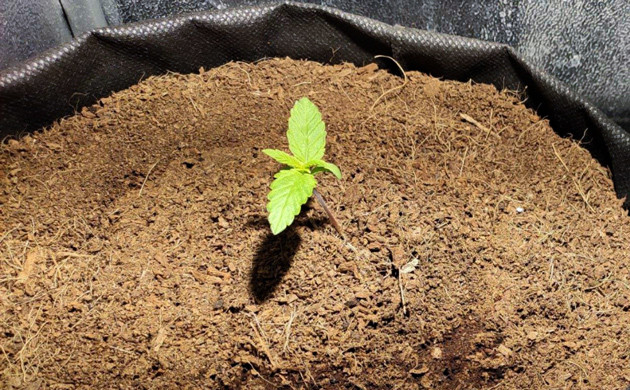 Росток Auto White Widow