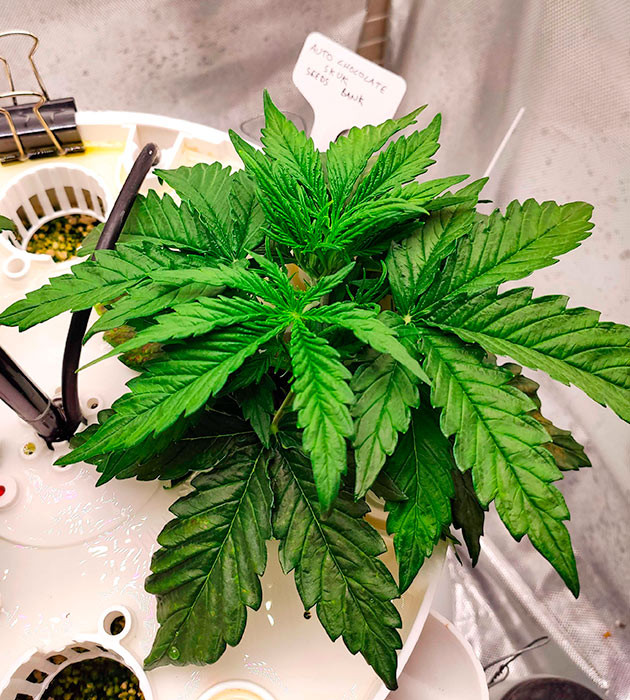 Конопля Auto Chocolate Skunk в гидропонной установке