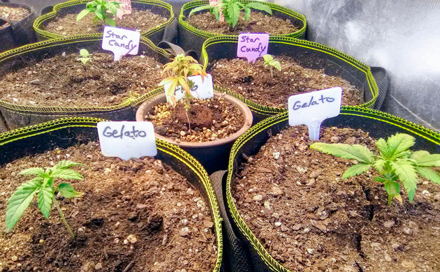 Вторая неделя выращивания кустов Gelato Auto 2 саженца Gelato Auto ростом 10 см