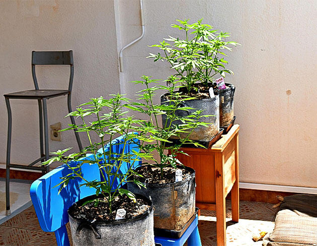 Кусты Big Bud Auto от Herbies Seeds на 4 неделе