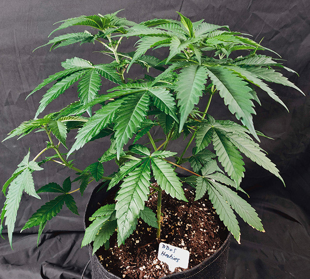 Седьмая неделя выращивания Куст конопли до предцвета