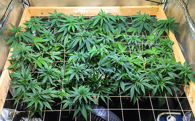 Установка сетки ScrOG Сетка скрог натянутая над растениями марихуаны