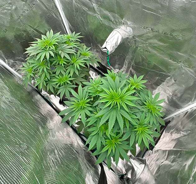 Подготовка к цветению Кусты Biscotti Mintz от сидбанка Barney's Farm на 6 неделе