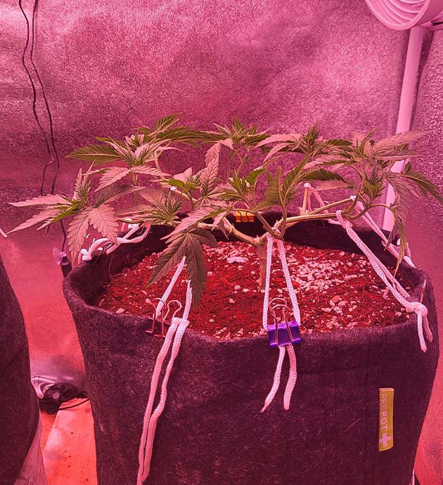 Дефолиация и LST на 7 неделе выращивания Растянутая конопля с помощью LST