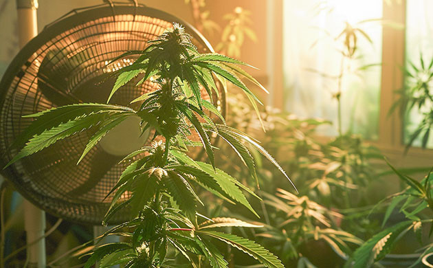 Растения конопли и воздушные потоки Аэротропизм: движение к кислороду