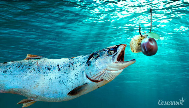 Аттрактант и как его приготовить Аттрактант из семян сливы и конопли