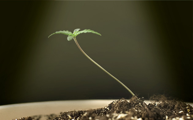 Нехватка света для саженцев Опадение саженцев от недостатка света