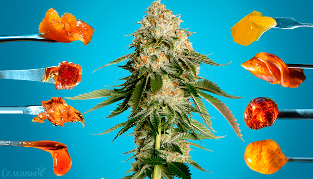 Подборка сортов марихуаны для создания концентратов высшего качества Подборка сортов конопли