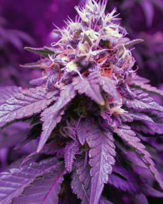 Шишки White Widow перед харвестом Созревшая кола