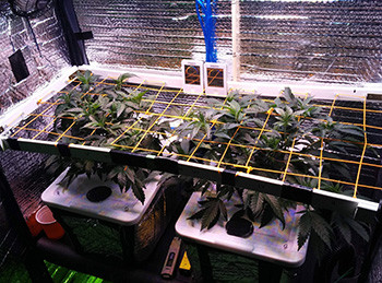 2 куста под сеткой ScrOG