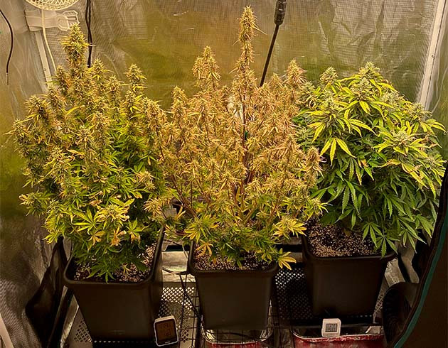 Цветущие растения марихуаны на 11 неделе Два куста Think Different auto и один куст Amnesia Haze в боксе