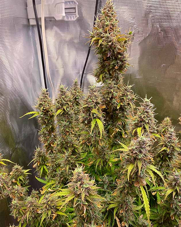 Куст конопли Think Different 1 Соцветия конопли полностью покрывающие ветки