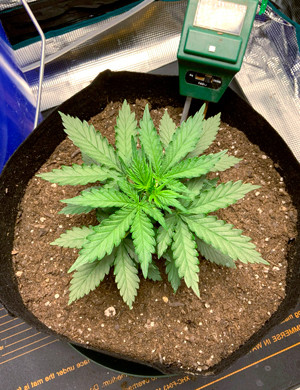 Малый размер куста на третьей неделе Куст ростом 15 см