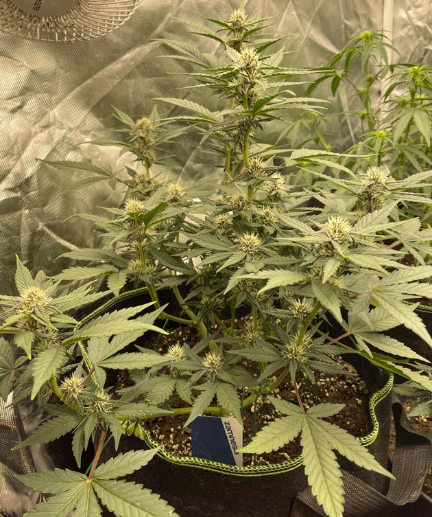 Появление фиолетовых соцветий у марихуаны Образование трихом у каннабиса