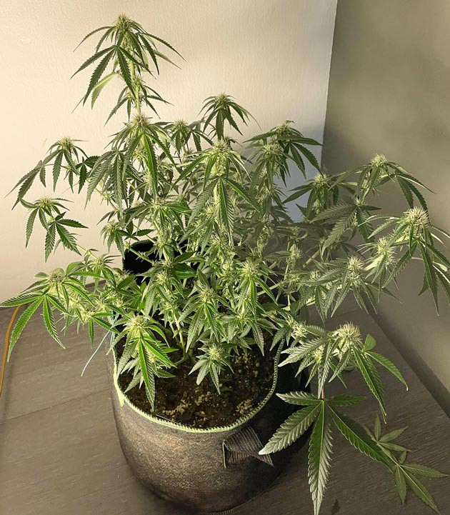 Развитие конопли на 7 неделе выращивания Увеличение шишек конопли