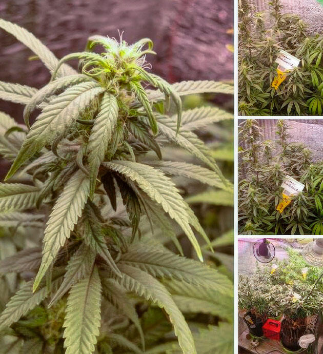 Уход и полив марихуаны Конопля в период активного роста