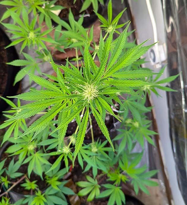 Кусты Peach Crescendo Auto RF3 на стадии цветения
