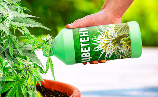 Химические вещества при задержке в цветении Что делать если конопля не зацветает