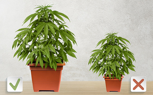 Размеры горшка для выращивания Влияние размера горшка на высоту